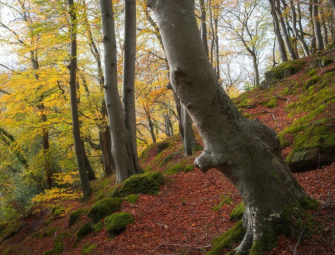 _DSF1424-Enhanced-Edit