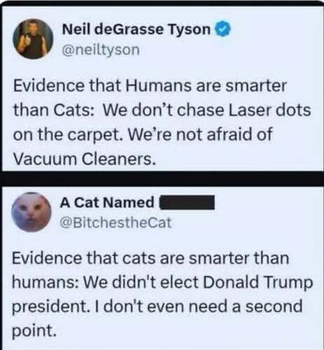 smart cats